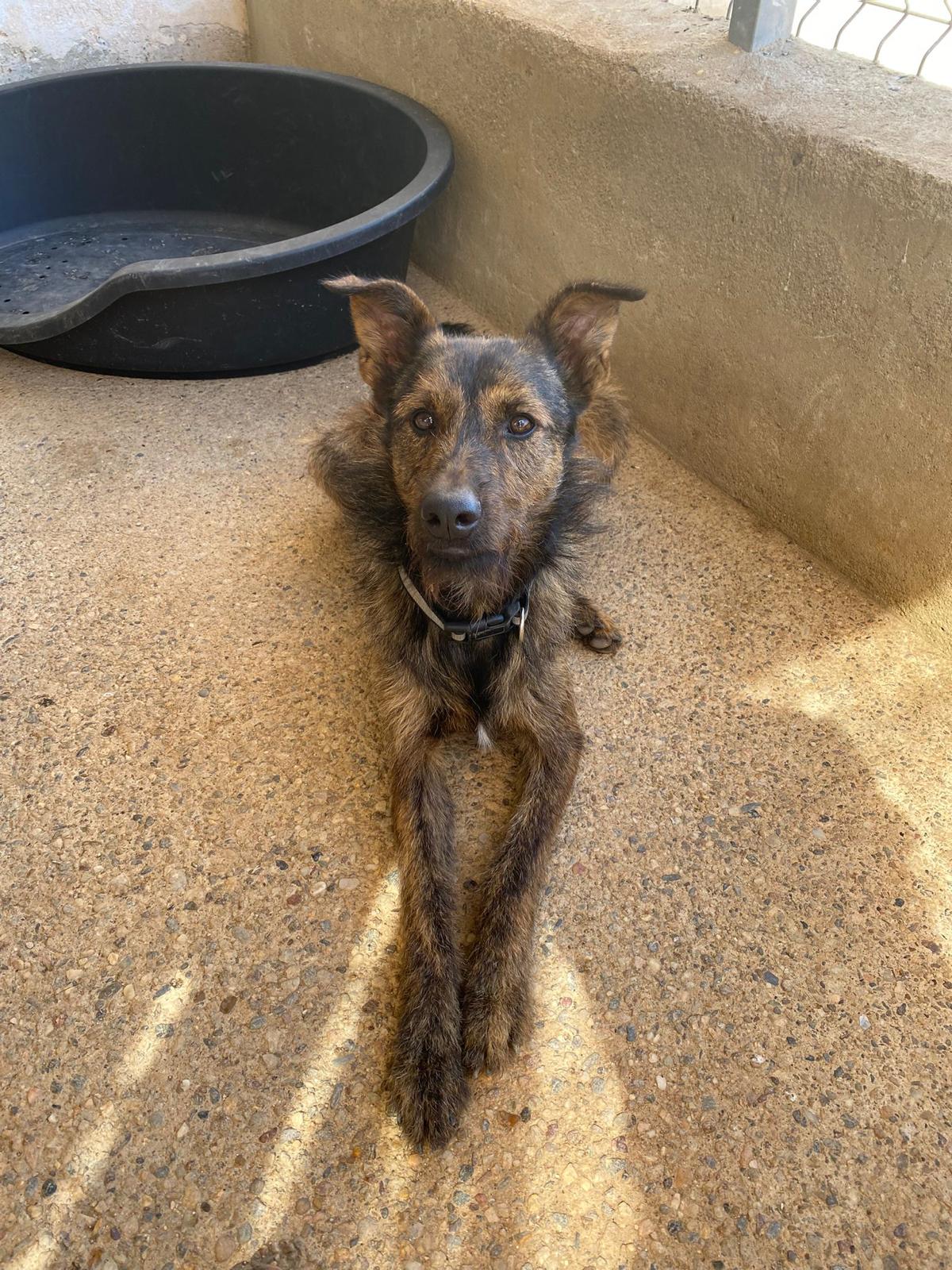 CONOCE A GIZMO